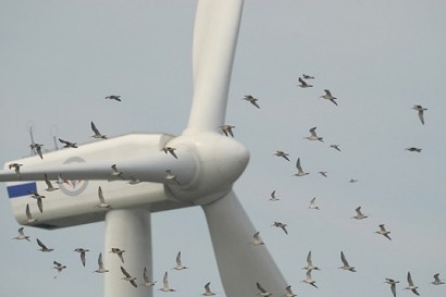 SEO/BirdLife solicita la retirada de la autorización ambiental a dos parques eólicos en el País Vasco