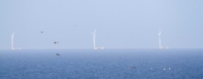 SEO/BirdLife alerta sobre el potencial impacto en la avifauna de la eólica marina en aguas de Galicia