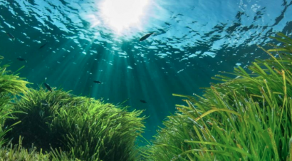 Porqué cuidar las praderas marinas es vital para la economía de España y frenar el cambio climático