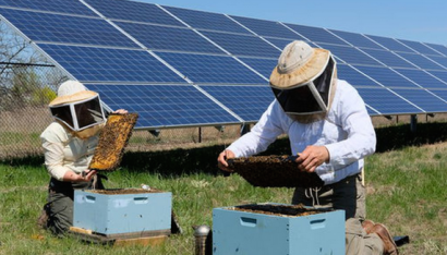 Plantas solares, ¿un salvavidas para las abejas?