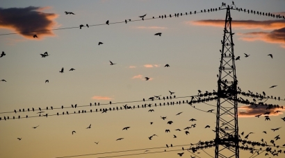 Las líneas de alta tensión, ¿corredores verdes para las aves?