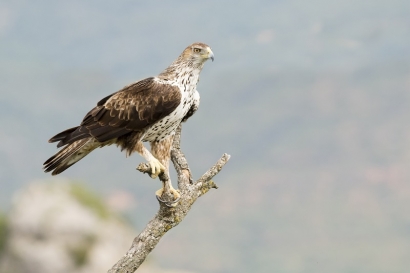 SEO/BirdLife presenta alegaciones a cuatro proyectos de parques eólicos en el Territorio Histórico de Álava