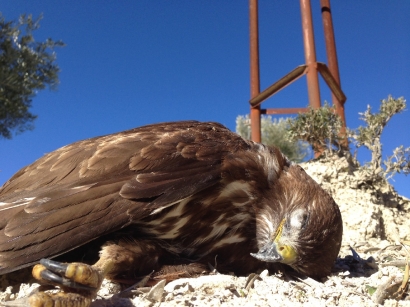 Ocho aves muertas por kilómetro de tendido eléctrico al mes