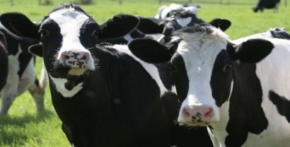 Tres millones de dólares para llevar el biogás a las granjas lecheras de todo Estados Unidos 