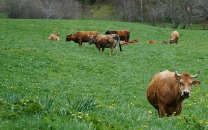 Asturias camufla en la "convocatoria de subvenciones para el uso de energías renovables" ayudas a las estaciones de repostaje de gas