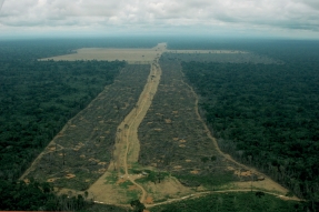 El pulso del planeta late en Belém: la COP30 como termómetro global en el ecuador de la década decisiva 