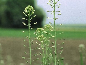 Companies Sign MOU to Evaluate Camelina as a Feedstock Oil for Biofuel 