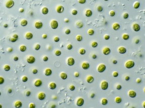 Proteínas y energía con algas, eucaliptos y captura y almacenamiento de carbono