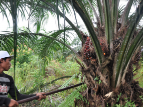 Alemania pone fin al uso de aceite de palma para producir biocombustibles