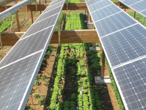Un sector agroganadero más rentable y resiliente al cambio climático gracias a la fotovoltaica