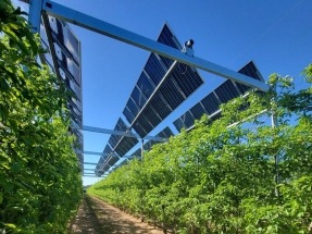 Fotovoltaica entre frutales, así es este proyecto piloto de agrovoltaica en Lleida