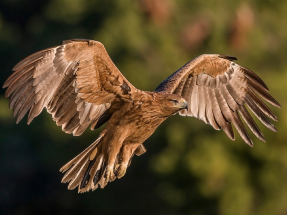 SEO/BirdLife lleva a los tribunales la construcción de tres parques eólicos en Albacete