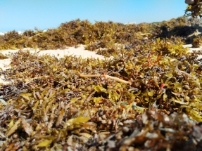 EnergyLab estudia cómo convertir las algas de arribazón en biogás y pellets