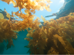 Dos empresas holandesas instalan en el Mar del Norte la primera granja solar de algas marinas