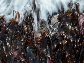 La eólica Ørsted colabora con SeaGrown en el Mar del Norte en el estudio del cultivo de macroalgas marinas que capturan CO2