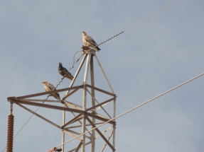 El 86% de las aves muertas por colisión con tendidos eléctricos no son detectadas