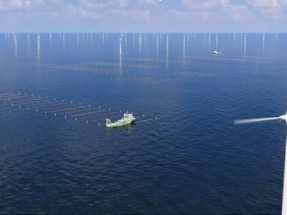 Las algas colonizan un parque eólico marino en Holanda