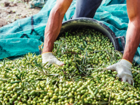 Más de 100 entidades se han unido ya al mapa andaluz de la bioeconomía