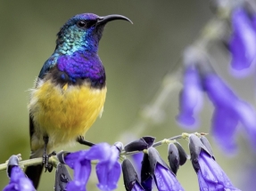 196 países acuerdan en Canadá proteger el 30% de la biodiversidad del planeta antes de 2030