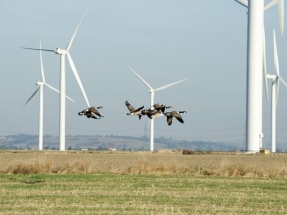 Detectan las zonas de Europa y África donde las aves están en riesgo de muerte por parques eólicos o líneas eléctricas