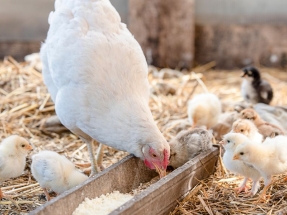 Cómo convertir los excrementos de aves en energía térmica
