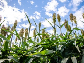 Estados Unidos anuncia 14 millones de dólares para apoyar la producción de biocombustibles 