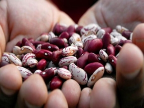 Global Green to Expand Food Waste to Biogas Infrastructure Program