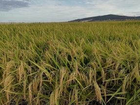 Extremadura construirá viviendas con cáscaras de arroz, corcho y plantas fibrosas de África y Asia