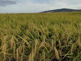 Andalucía destina casi 2 millones de euros a eficiencia energética, biogás y biomasa agrícola