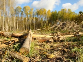 España solo aprovecha un 40% de biomasa forestal