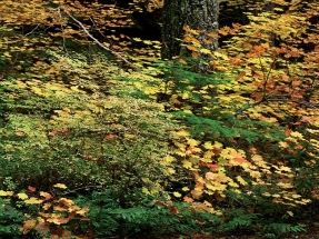 Si amas los bosques, deberías leer esto