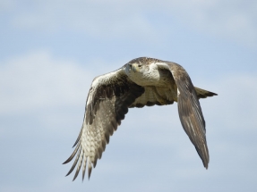 Endesa recibirá 24.500 euros para proteger las aves de sus tendidos eléctricos