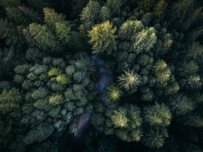 Santander, BBVA y Caixabank destinan más de 28 millones a financiar la deforestación y la destrucción de ecosistemas