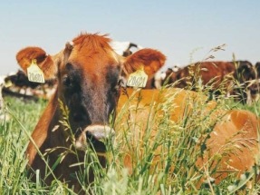 Aemetis Biogas Completes Construction Funding from $25 million USDA Loan