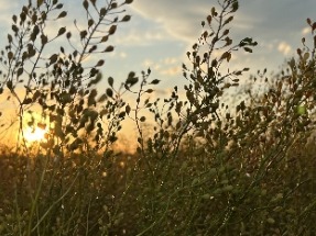 Bunge, Chevron Acquire Argentina Seed Business