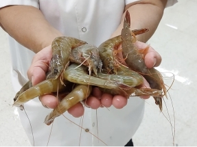 Camarones procesados con energía solar, la apuesta de ESF Seafood en Honduras