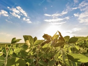 La mezcla de biodiésel en Brasil aumenta hasta el 12%