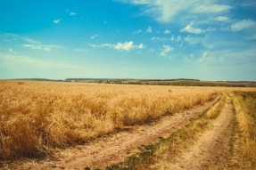 Cepsa y CSIC investigarán cultivos energéticos de cobertura en zonas rurales para producir biocombustibles