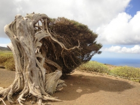 La potencia eólica canaria ha crecido más de un 135% en los últimos tres años