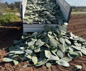 Higo chumbo para producir biogás, electricidad y energía térmica