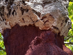 Crece la superficie forestal en España, pero menos de la mitad del crecimiento de su biomasa se aprovecha