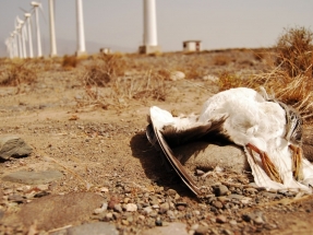 Los nuevos parques eólicos canarios están produciendo "afectaciones inaceptables sobre la biodiversidad"