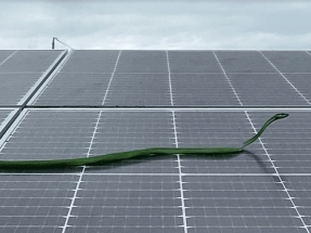 Estos son los diez motivos por los que la energía solar protege la naturaleza