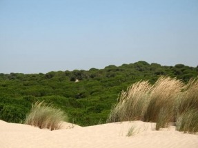 Unidos Podemos pregunta al Gobierno sobre el futurible gasoducto de Doñana