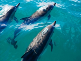 Marine-i Supports Marine Monitoring System for Floating Offshore Wind