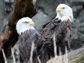 Seven Research Projects Funded Through Wind Wildlife Research Fund