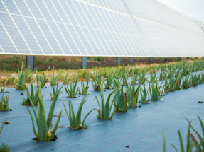 Soltec diseña ecovoltaica, una nueva manera de construir plantas solares