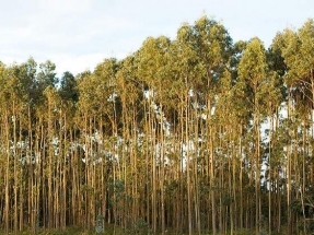 Veolia y Braskem producirán energía renovable a partir de vapor de biomasa de eucalipto en Brasil