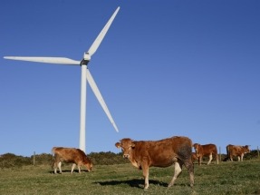 Castilla y León modificará la Ley para evitar plantas eólicas y fotovoltaicas en zonas de viñedo y cultivos