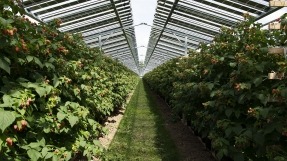 BayWa instalará 24.200 paneles solares sobre cultivos de frambuesas en los Países Bajos